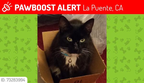 Lost Male Cat last seen Sparks Middle School, La Puente, CA 91744