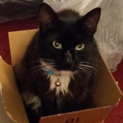 Lost Male Cat last seen Sparks Middle School, La Puente, CA 91744