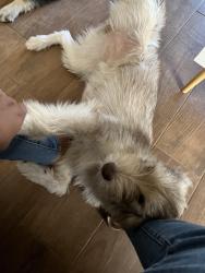 Lost Female Dog last seen Baseline and 19th Ave, Phoenix, AZ 85041
