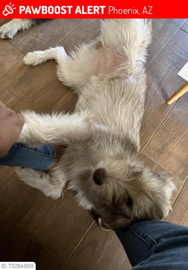 Lost Female Dog last seen Baseline and 19th Ave, Phoenix, AZ 85041