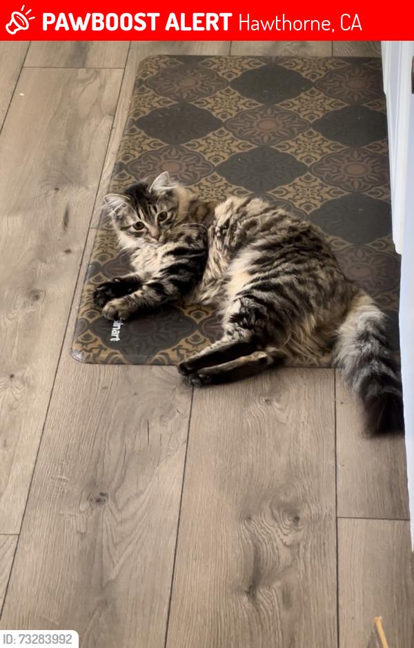 Lost Female Cat last seen Inglewood, Hawthorne, CA 90250