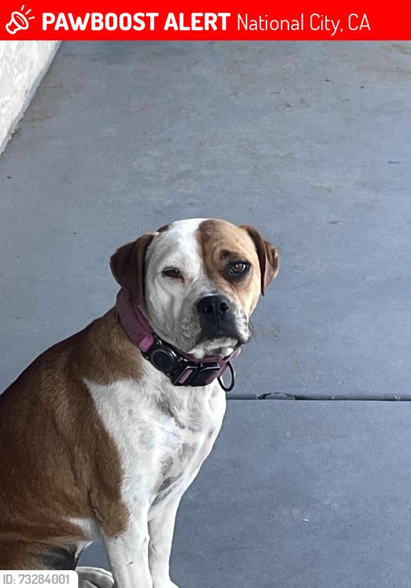 Lost Female Dog last seen Near S T ave,National City,, National City, CA 91950
