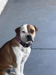 Lost Female Dog last seen Near S T ave,National City,, National City, CA 91950