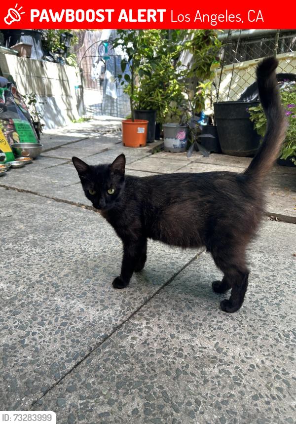 Lost Female Cat last seen Near almont street, Los Angeles, CA 90032