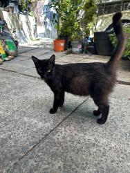 Lost Female Cat last seen Near almont street, Los Angeles, CA 90032