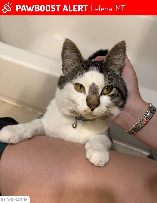 Lost Male Cat last seen Near mica dr, Helena, MT 59602