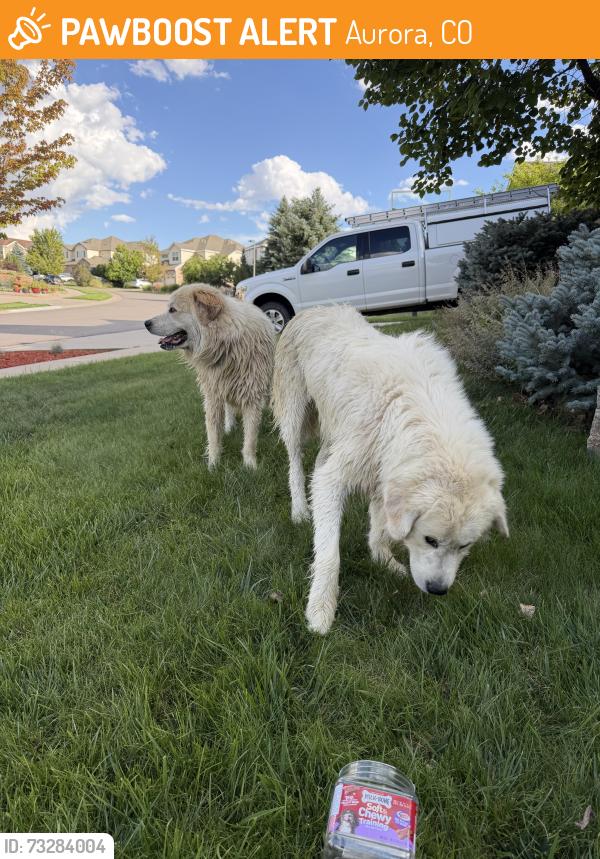 Found/Stray Male Dog last seen Across from red tail hawk park, Aurora, CO 80016