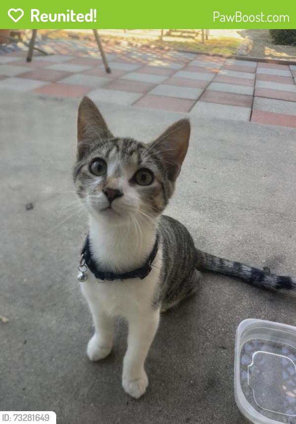Reunited Male Cat last seen Near Sunset Lane Elementary, Fullerton, CA 92833