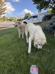 Found/Stray Male Dog last seen Across from red tail hawk park, Aurora, CO 80016