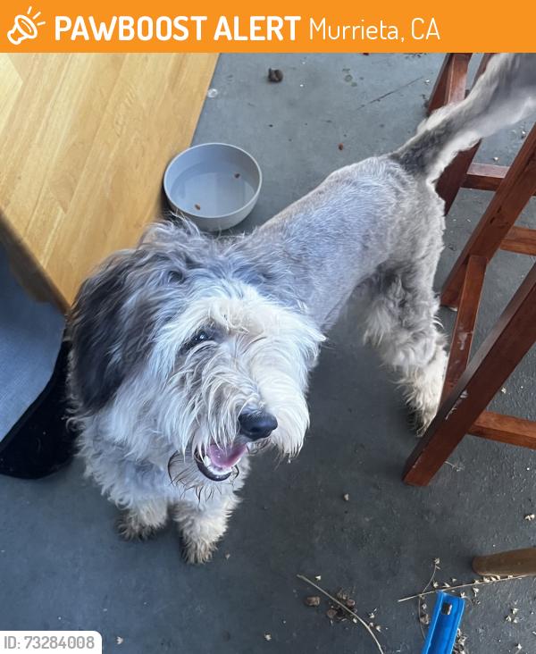 Found/Stray Unknown Dog last seen Near Calle Hermosa, Murrieta, CA 92563