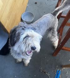 Found/Stray Unknown Dog last seen Near Calle Hermosa, Murrieta, CA 92563