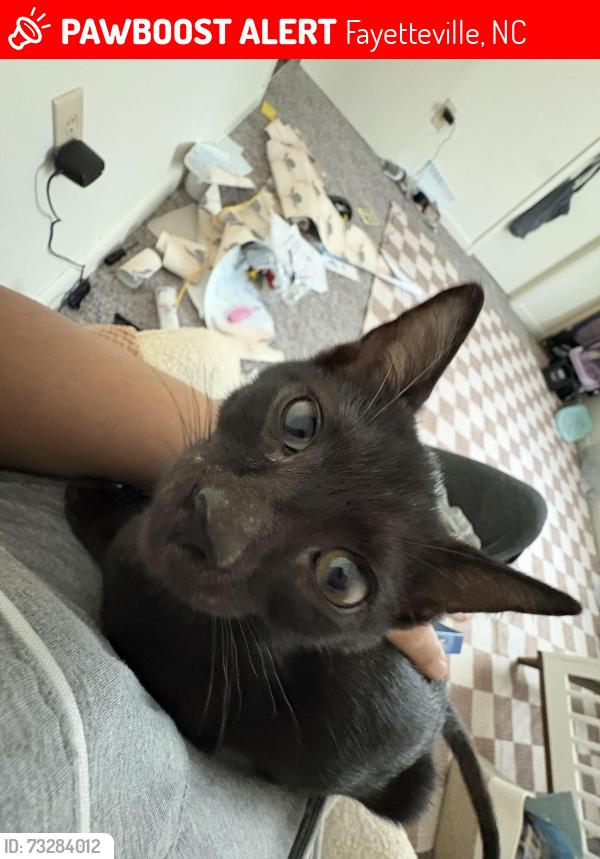 Lost Male Cat last seen Morganton place apmts Fayetteville, Fayetteville, NC 28303