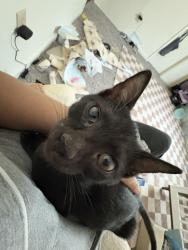 Lost Male Cat last seen Morganton place apmts Fayetteville, Fayetteville, NC 28303