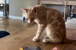 Reunited Male Cat last seen E. Santa Clara, Santa Ana, Santa Ana, CA 92705