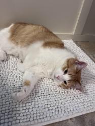 Lost Female Cat last seen Suffolk Street and 15 ave SW, Calgary, AB T3C 2N3
