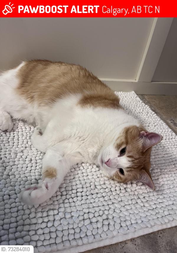 Lost Female Cat last seen Suffolk Street and 15 ave SW, Calgary, AB T3C 2N3