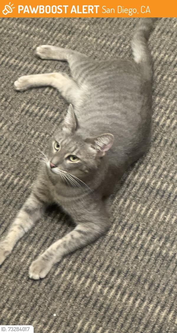 Found/Stray Male Cat last seen Near Pacific Beach Dr, San Diego, CA 92109