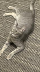 Found/Stray Male Cat last seen Near Pacific Beach Dr, San Diego, CA 92109