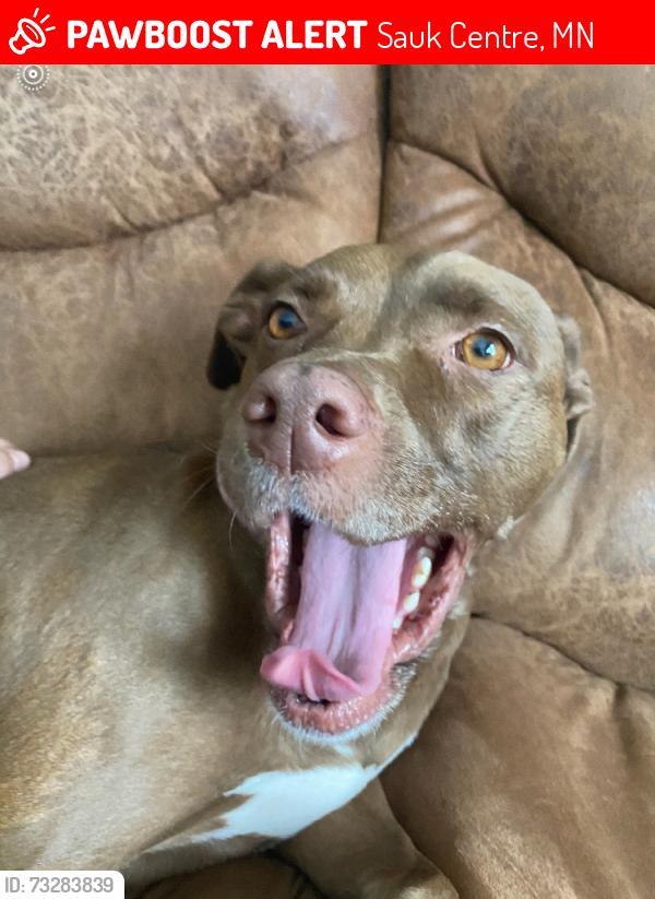 Lost Female Dog last seen https://maps.app.goo.gl/A7deWbWSkJN5LkPPA?g_st=i&utm_campaign=ac-im, Sauk Centre, MN 56378