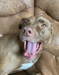 Lost Female Dog last seen https://maps.app.goo.gl/A7deWbWSkJN5LkPPA?g_st=i&utm_campaign=ac-im, Sauk Centre, MN 56378