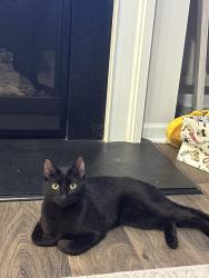 Lost Male Cat last seen Reidville rd, Greer, SC 29651
