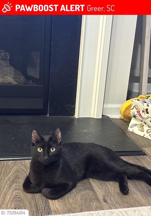 Lost Male Cat last seen Reidville rd, Greer, SC 29651