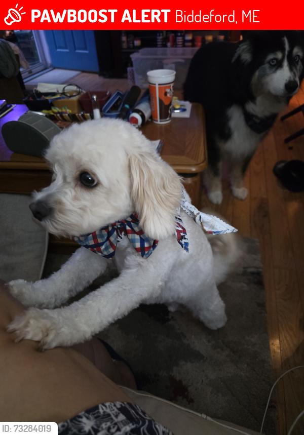 Lost Male Dog last seen West Street, Biddeford, ME 04005