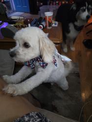 Lost Male Dog last seen West Street, Biddeford, ME 04005
