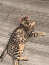 Lost Female Cat last seen 42nd & 45 street west, Lancaster, CA 93536