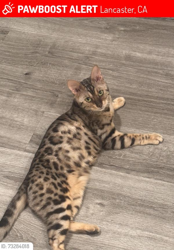 Lost Female Cat last seen 42nd & 45 street west, Lancaster, CA 93536