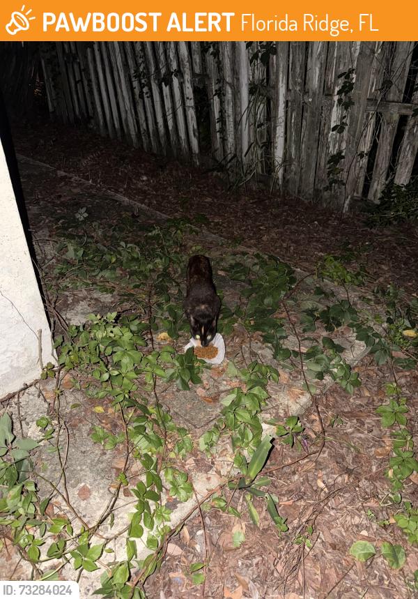 Found/Stray Unknown Cat last seen 12th ct sw and 11th st sw, Florida Ridge, FL 32962