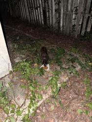 Found/Stray Unknown Cat last seen 12th ct sw and 11th st sw, Florida Ridge, FL 32962
