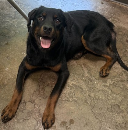 Shelter Stray Female Dog last seen Near CR 228, Lauderdale County, AL, 3240 Roberson Rd, Florence, AL 35630, USA