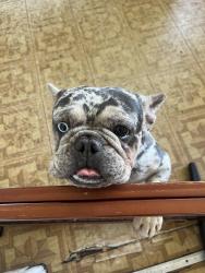 Found/Stray Male Dog last seen Whittier blvd, Whittier, CA 90602