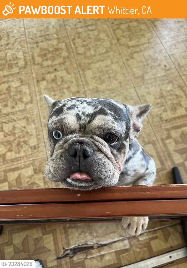Found/Stray Male Dog last seen Whittier blvd, Whittier, CA 90602