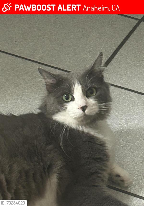 Lost Female Cat last seen Danbrook Ave and Teranimar, Anaheim, CA 92804