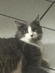 Lost Female Cat last seen Danbrook Ave and Teranimar, Anaheim, CA 92804