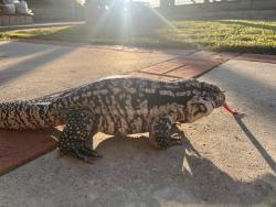 Lost Unknown Reptile last seen Pathfinder, Rowland Heights, CA 91748
