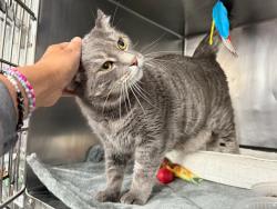 Shelter Stray Male Cat last seen Apt 13C,2201 First Avenue, NEW YORK, NY, 10029, 326 E 110th St, New York, NY 10029, USA