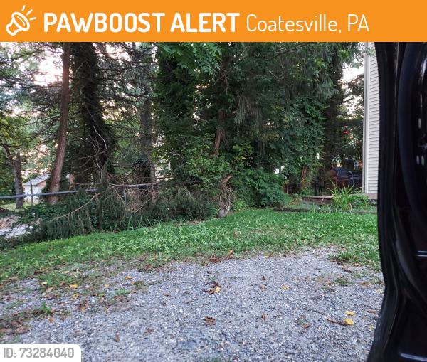 Found/Stray Unknown Cat last seen Harry's Hot Dogs, Coatesville, PA 19320