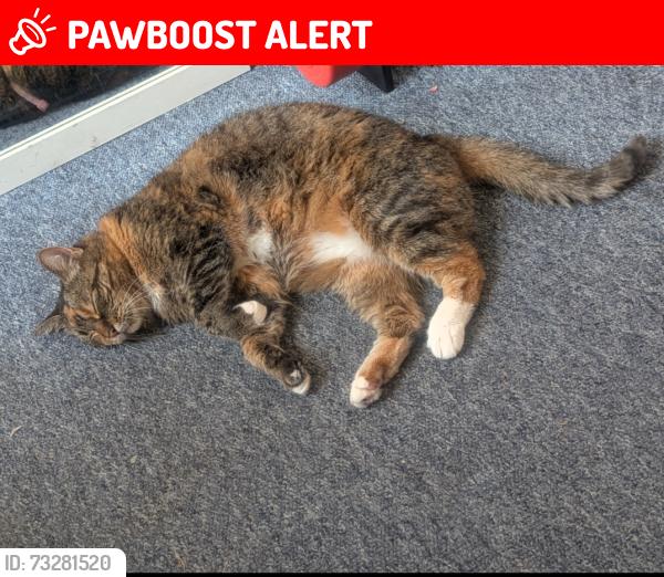 Lost Female Cat last seen Brynland Avenue, Bishopston, England BS7 9DX