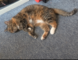 Lost Female Cat last seen Brynland Avenue, Bishopston, England BS7 9DX