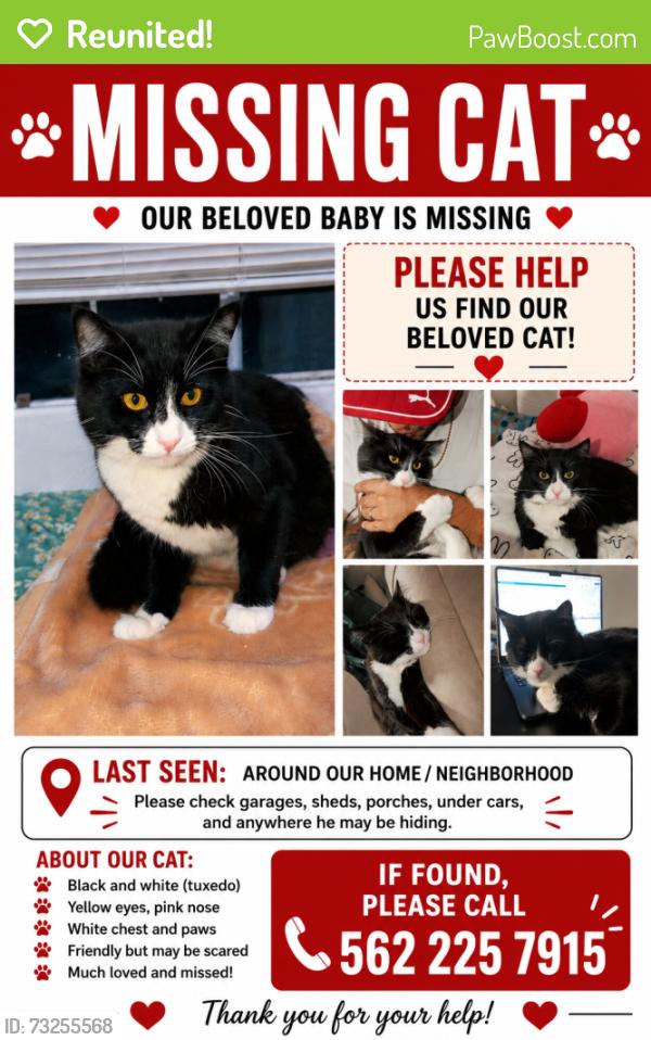 Reunited Male Cat last seen Norwood, Garden Grove, CA 92840