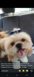 Lost Male Dog last seen Igreja nossa senhora de Nazaré, Jardim Arpoador, SP 05566-140