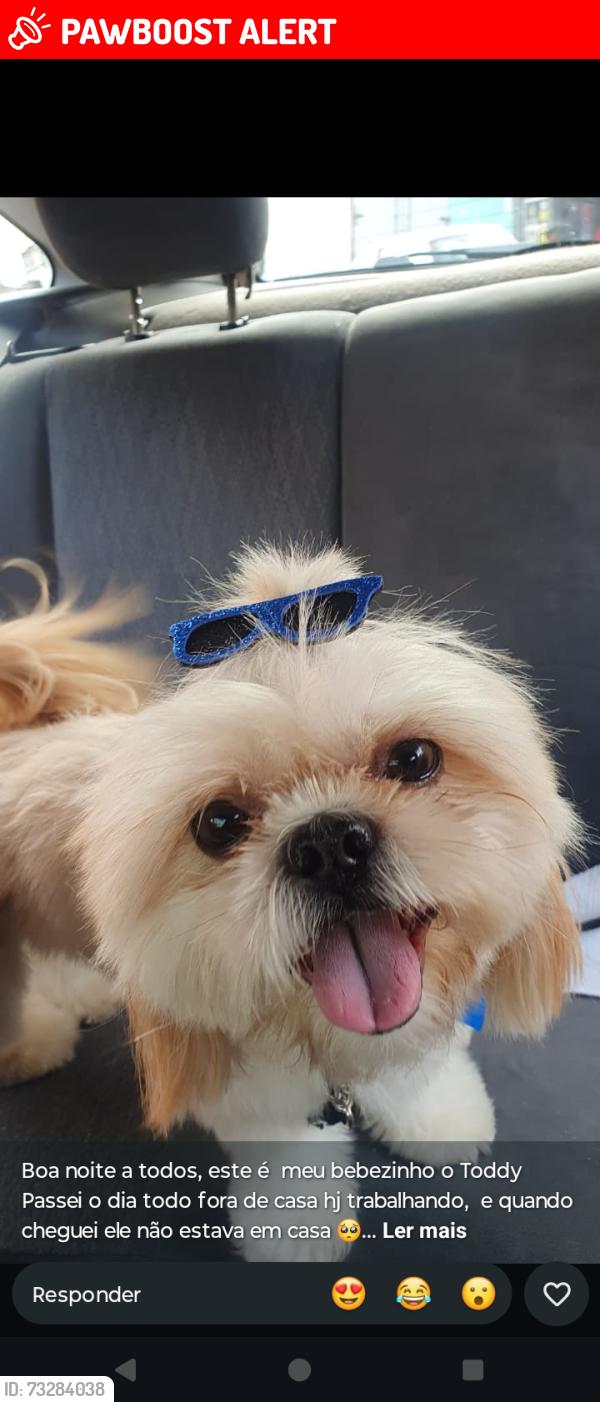 Lost Male Dog last seen Igreja nossa senhora de Nazaré, Jardim Arpoador, SP 05566-140