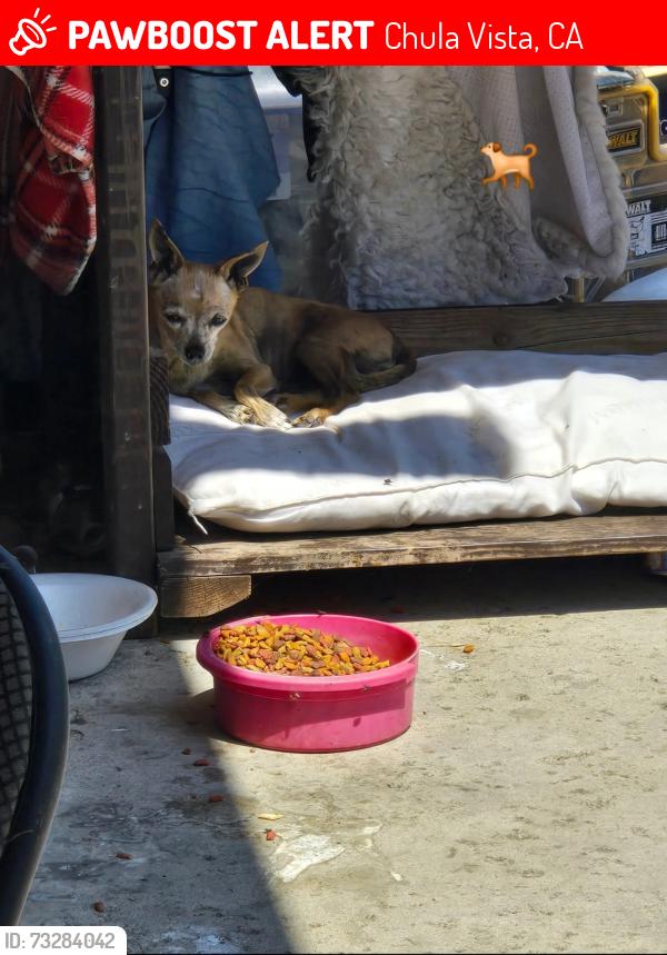 Lost Female Dog last seen Moss or Naples, Chula Vista, CA 91911
