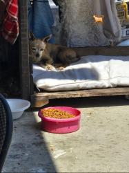 Lost Female Dog last seen Moss or Naples, Chula Vista, CA 91911