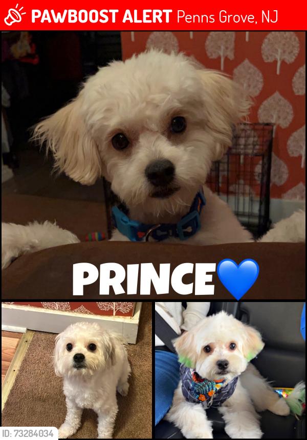 Lost Male Dog last seen He was last seen next to a laundromat on Broad Street in Penns Grove, NJ., Penns Grove, NJ 08069