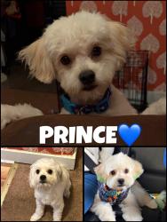 Lost Male Dog last seen He was last seen next to a laundromat on Broad Street in Penns Grove, NJ., Penns Grove, NJ 08069