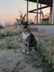 Lost Male Cat last seen Ranch Sign at the end of roza hill drive, Yakima, WA 98901